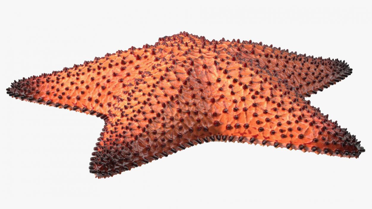 3D Starfish Dark model