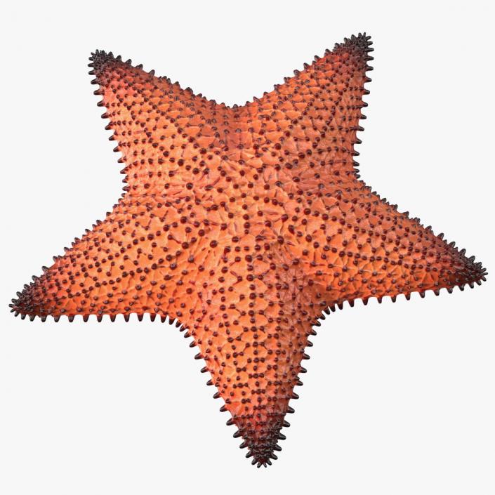 3D Starfish Dark model