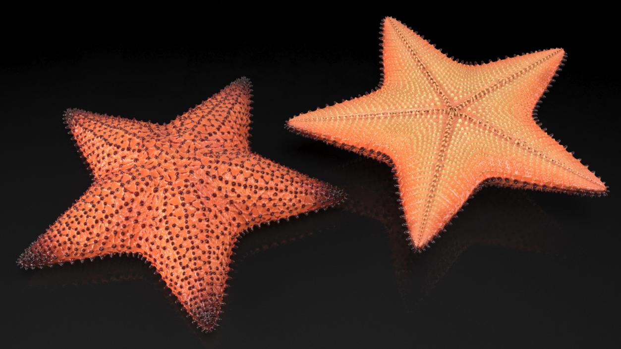 3D Starfish Dark model