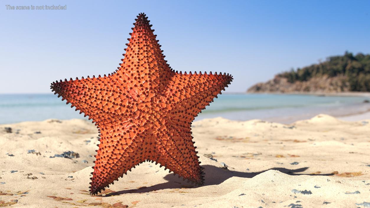 3D Starfish Dark model