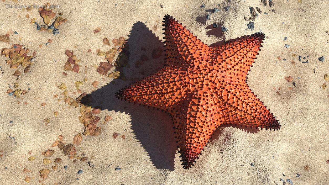 3D Starfish Dark model