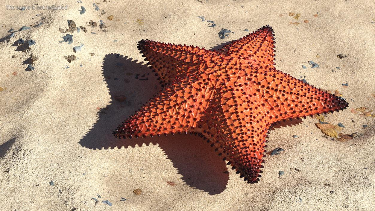 3D Starfish Dark model