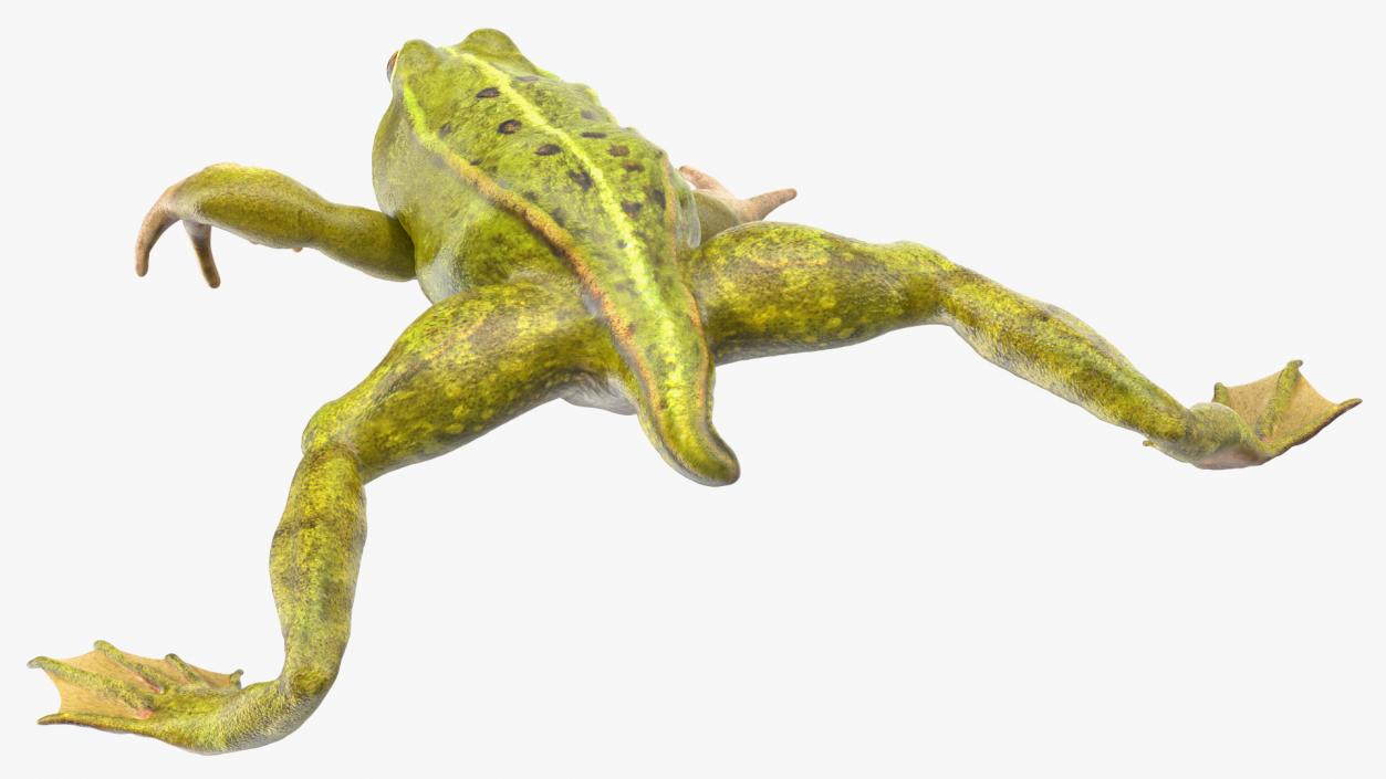 Froglet 3D model