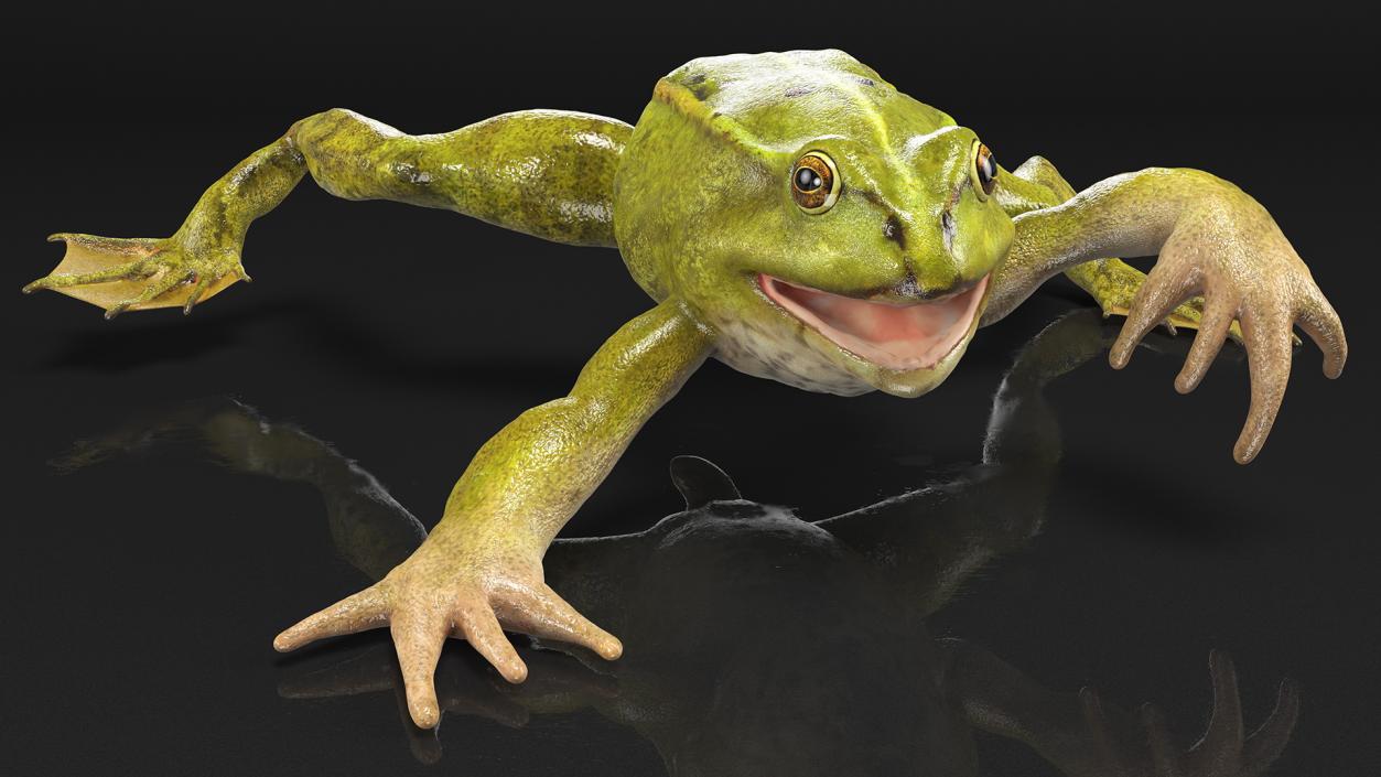 Froglet 3D model