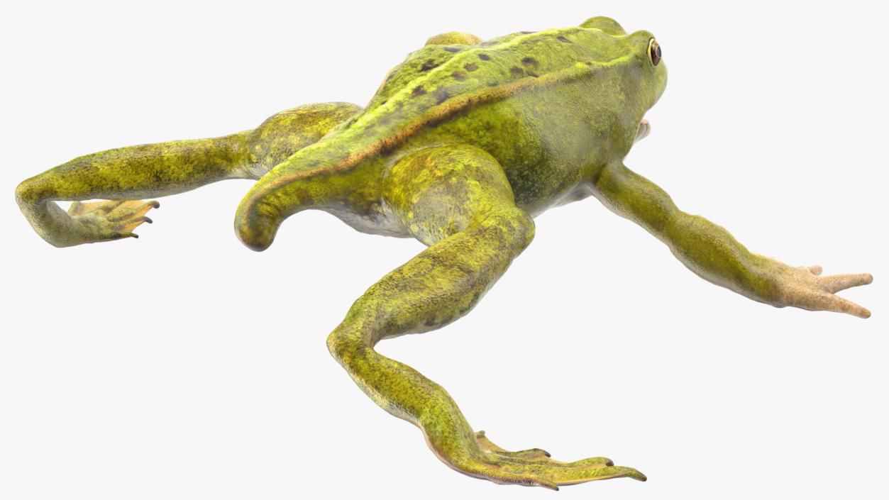 Froglet 3D model