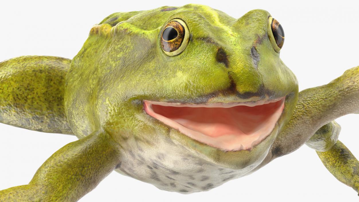 Froglet 3D model