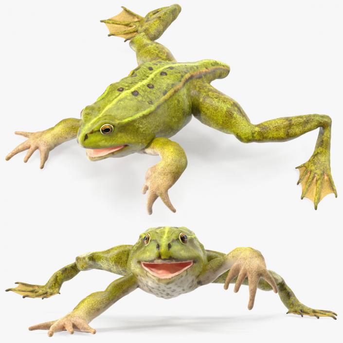 Froglet 3D model