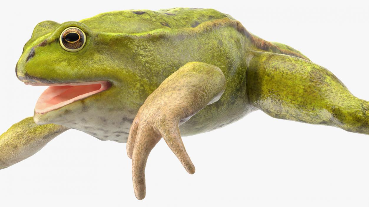 Froglet 3D model