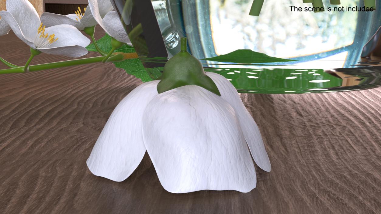 Jasmine Flower 3D model