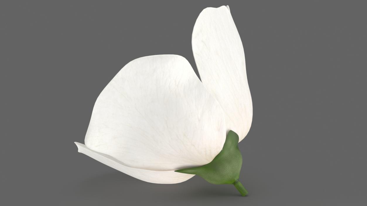 Jasmine Flower 3D model