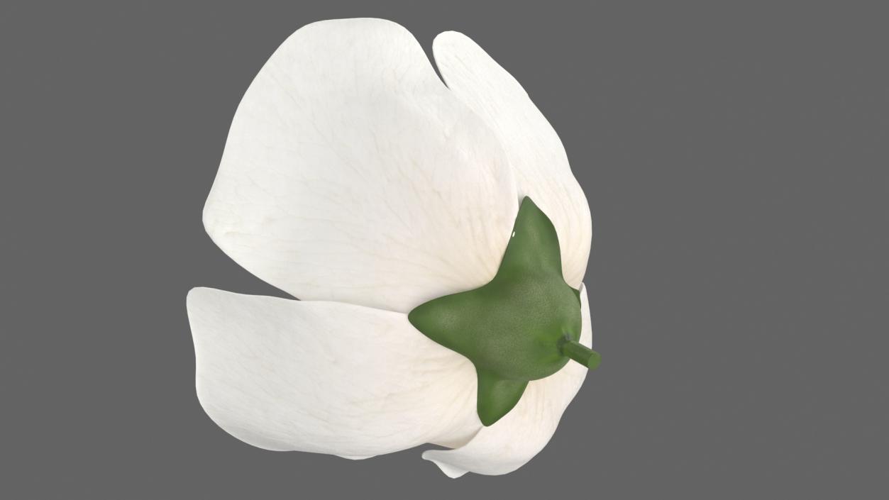 Jasmine Flower 3D model