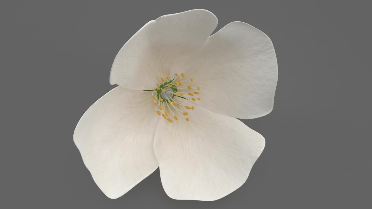 Jasmine Flower 3D model