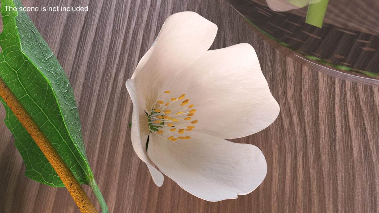 Jasmine Flower 3D model