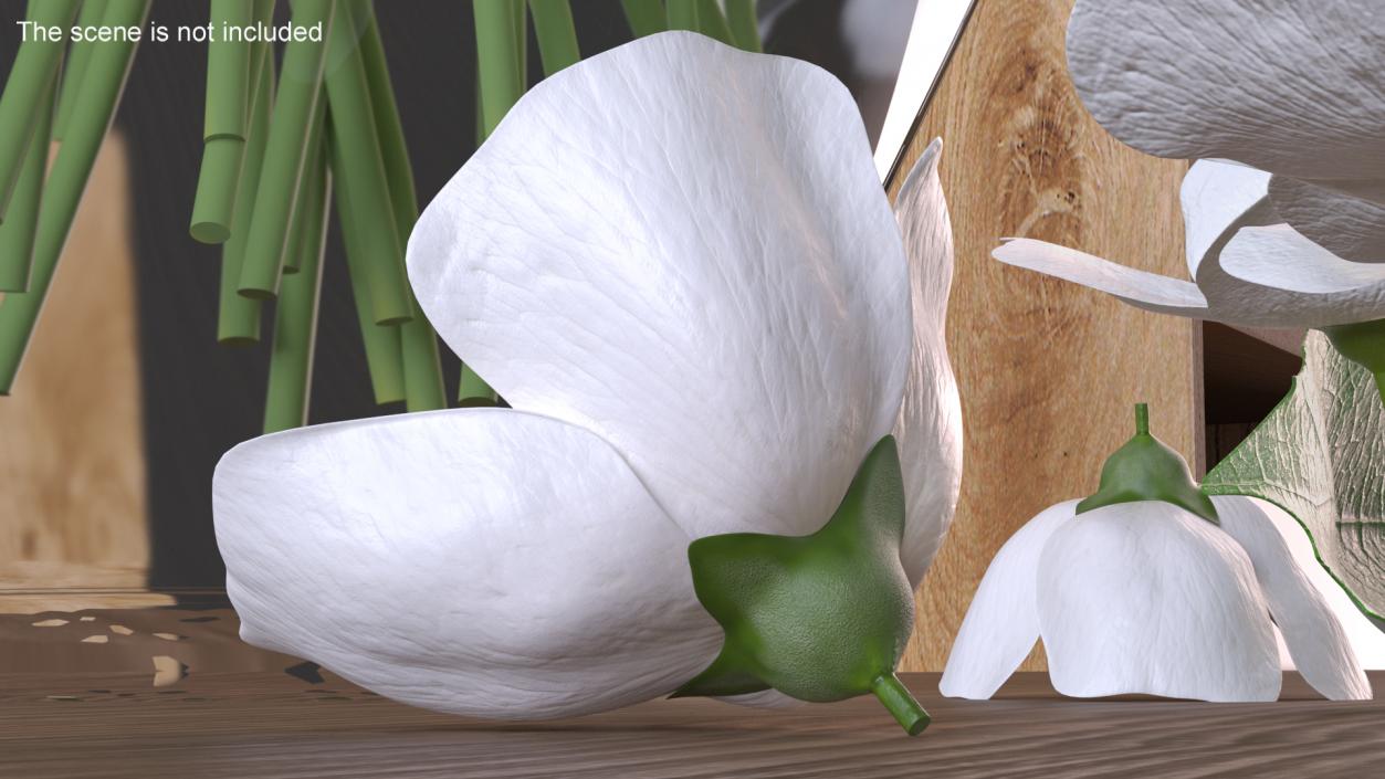 Jasmine Flower 3D model