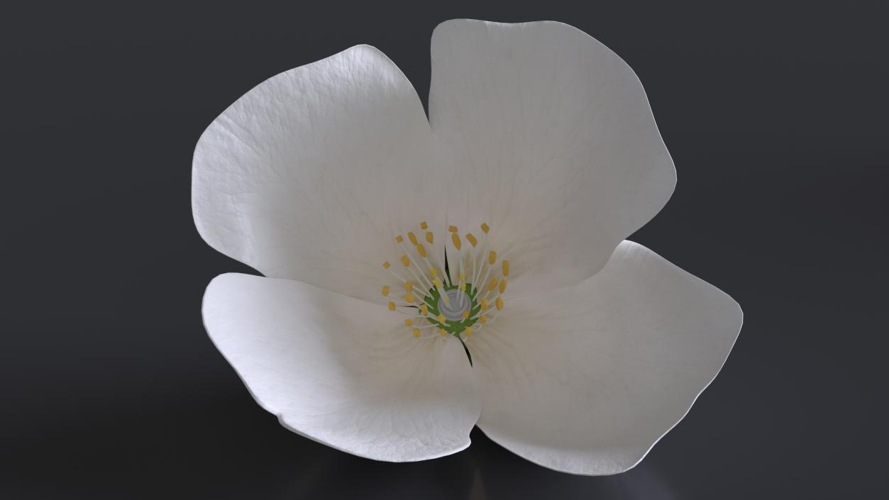 Jasmine Flower 3D model