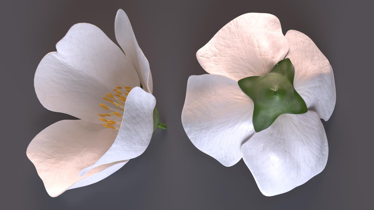 Jasmine Flower 3D model