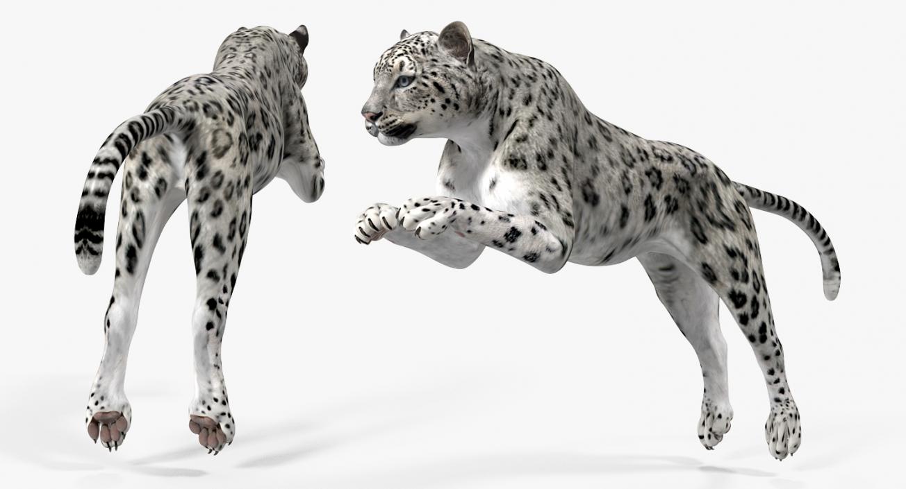 Panthera Uncia Jumping Pose 3D