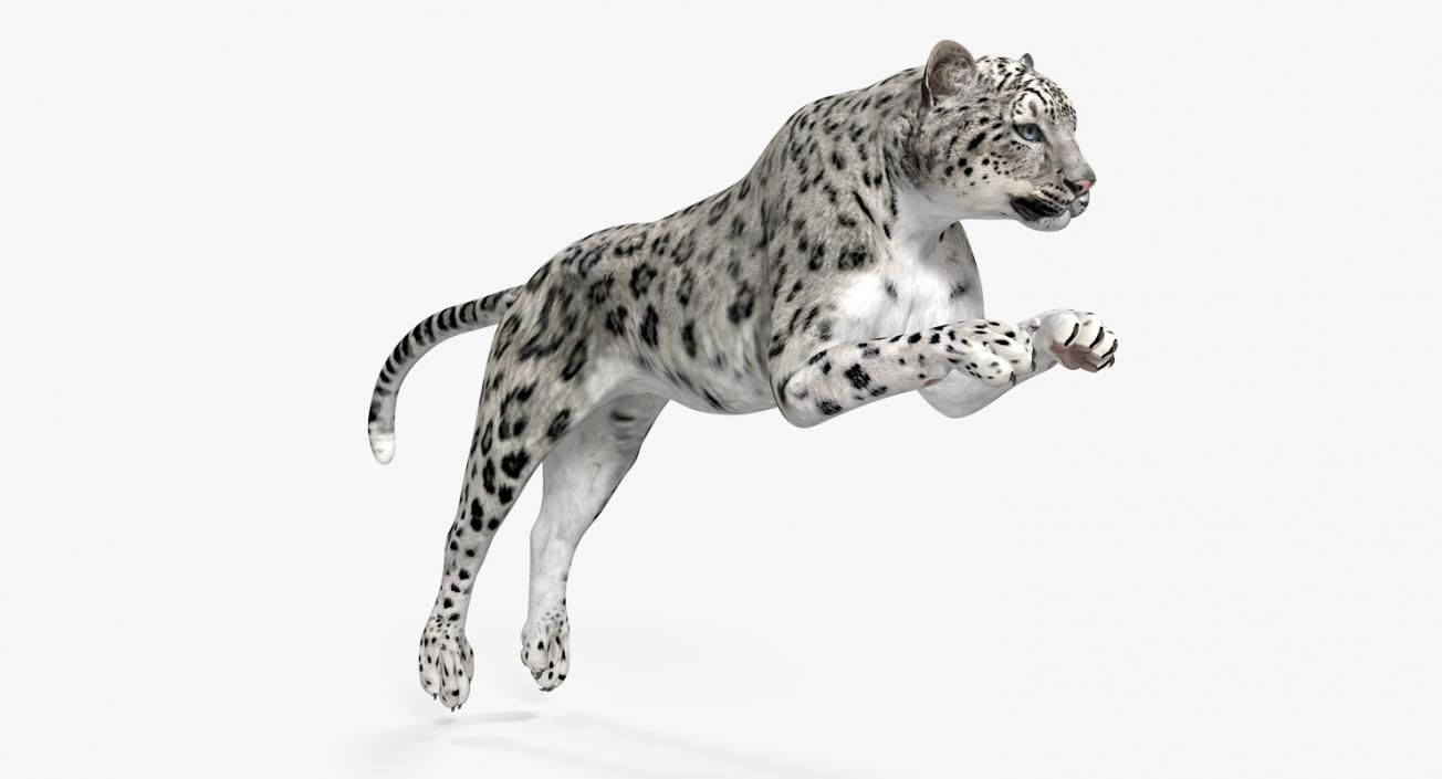 Panthera Uncia Jumping Pose 3D