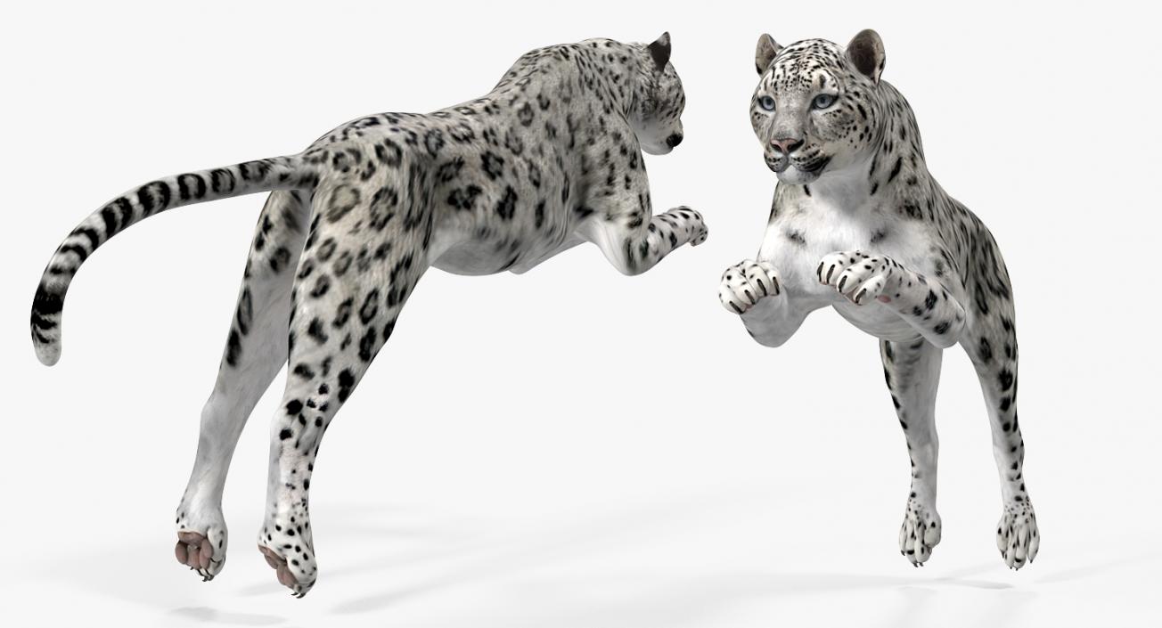 Panthera Uncia Jumping Pose 3D