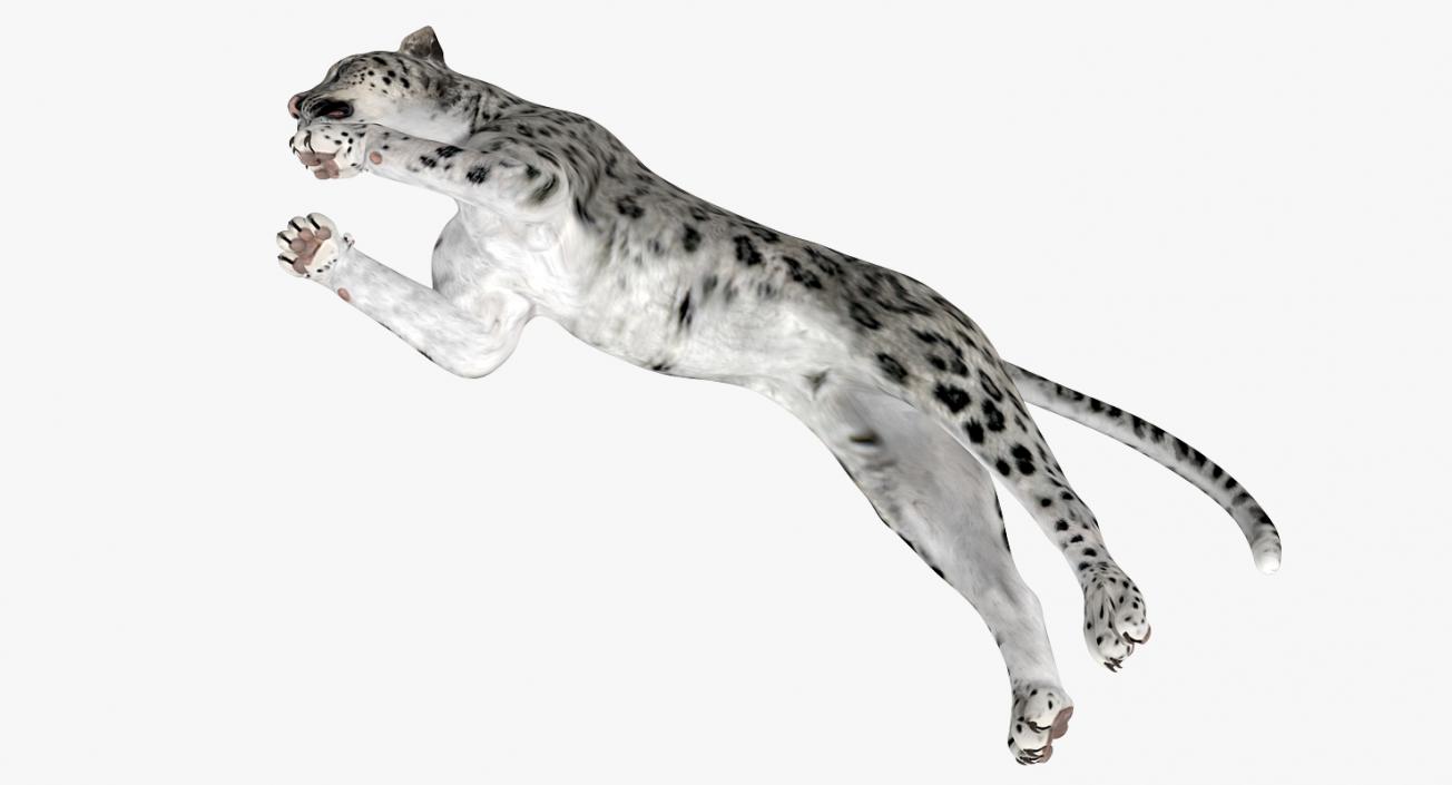 Panthera Uncia Jumping Pose 3D