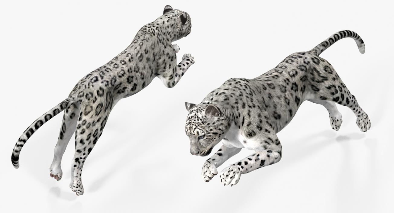 Panthera Uncia Jumping Pose 3D