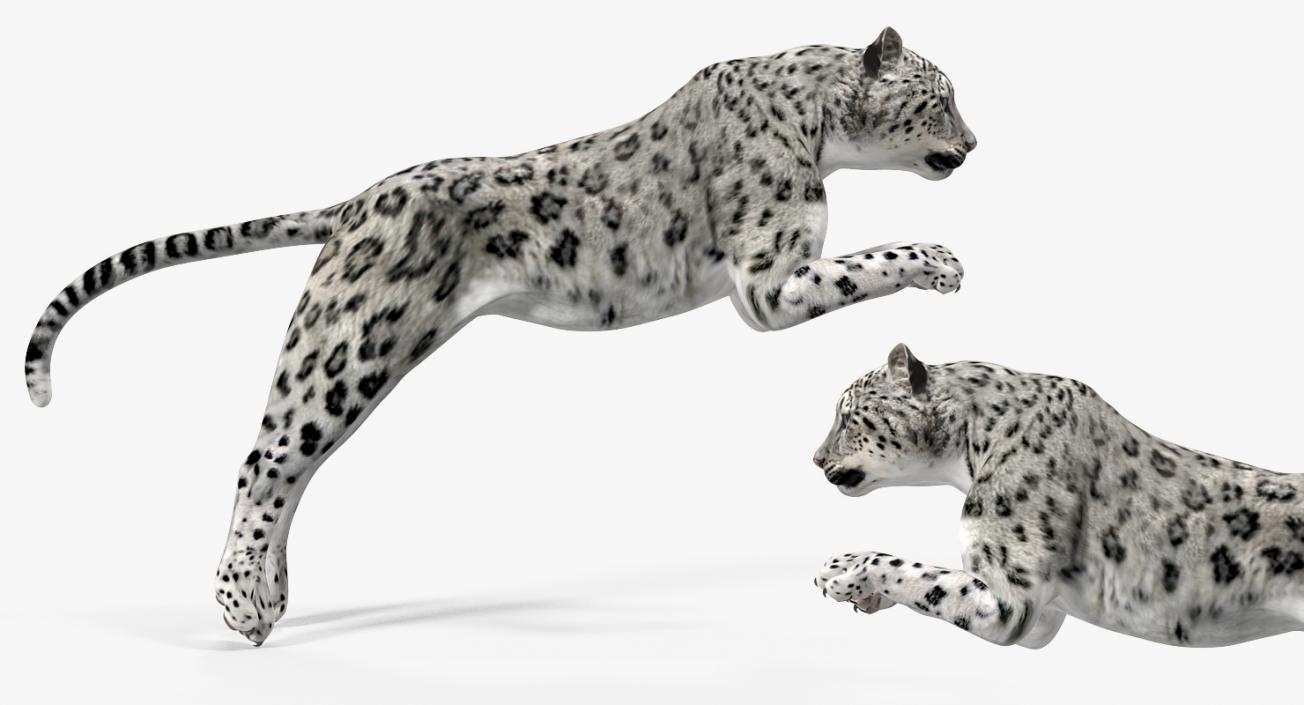 Panthera Uncia Jumping Pose 3D