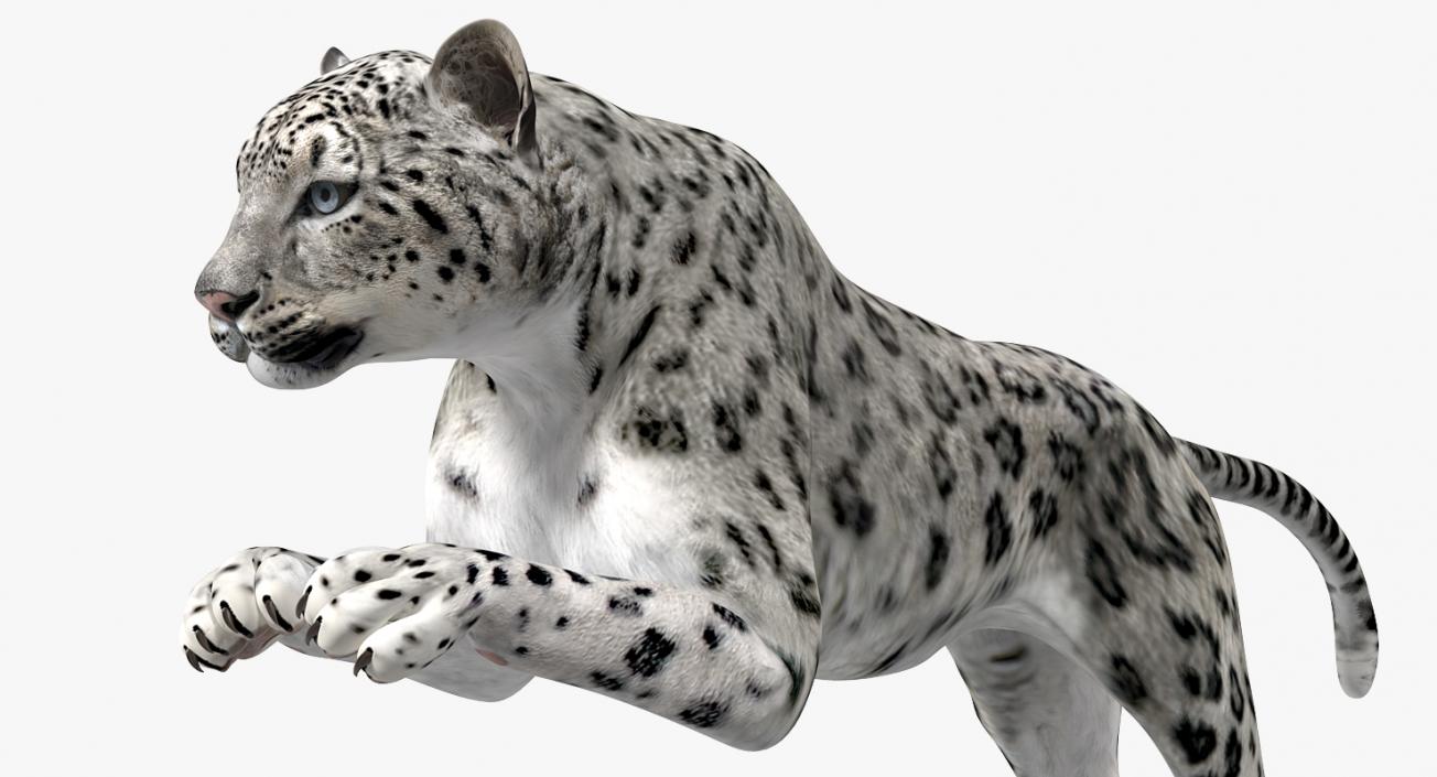 Panthera Uncia Jumping Pose 3D