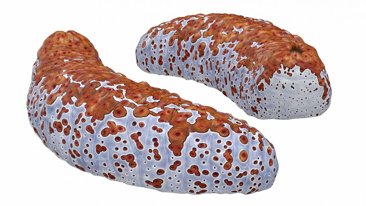 3D Sea Cucumber Curved Pose Red model