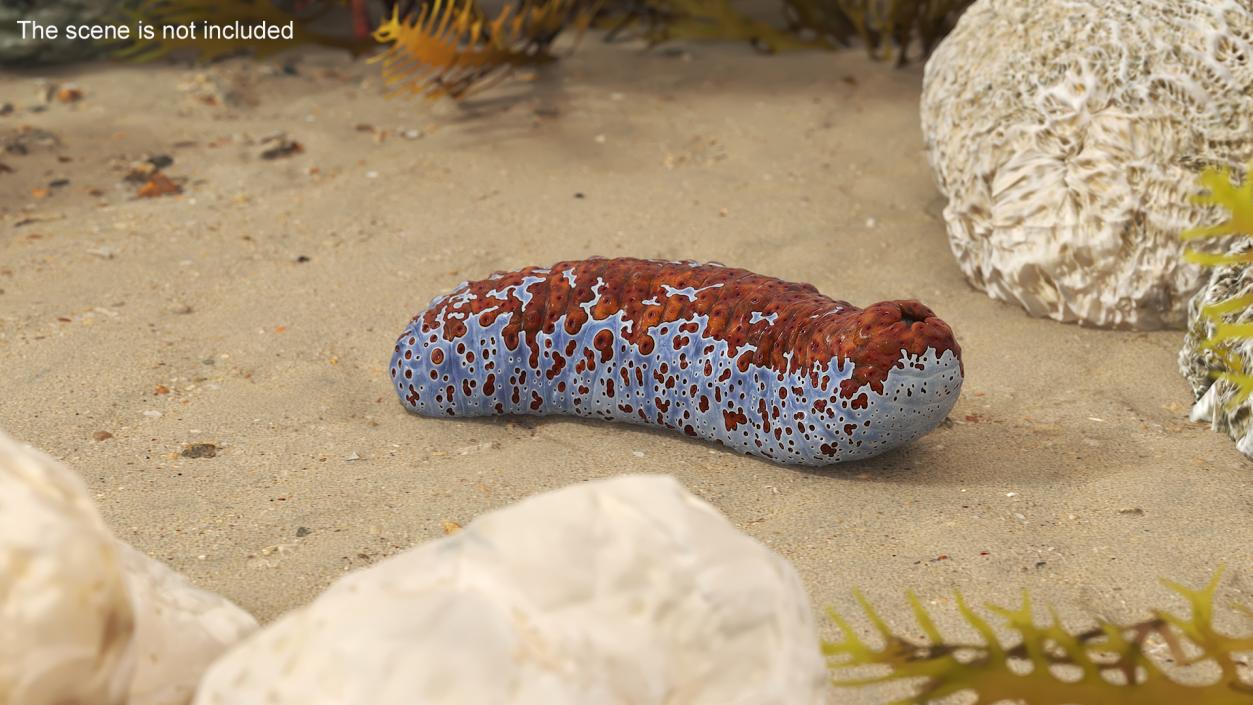 3D Sea Cucumber Curved Pose Red model