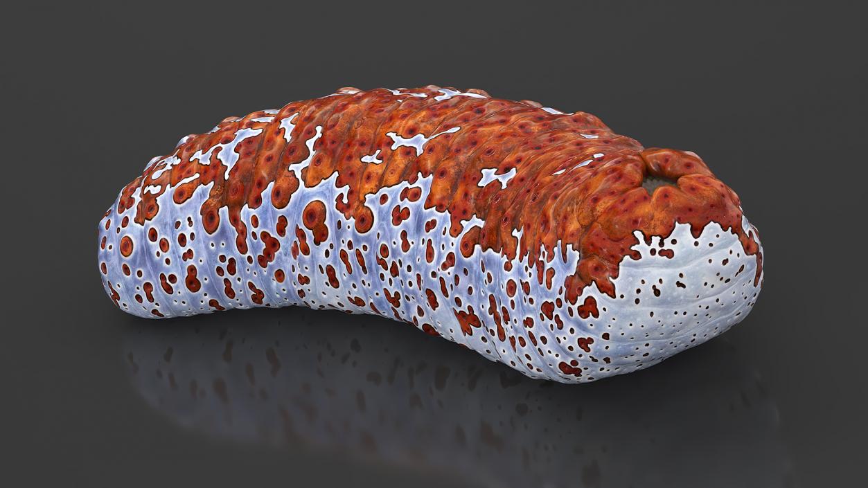 3D Sea Cucumber Curved Pose Red model