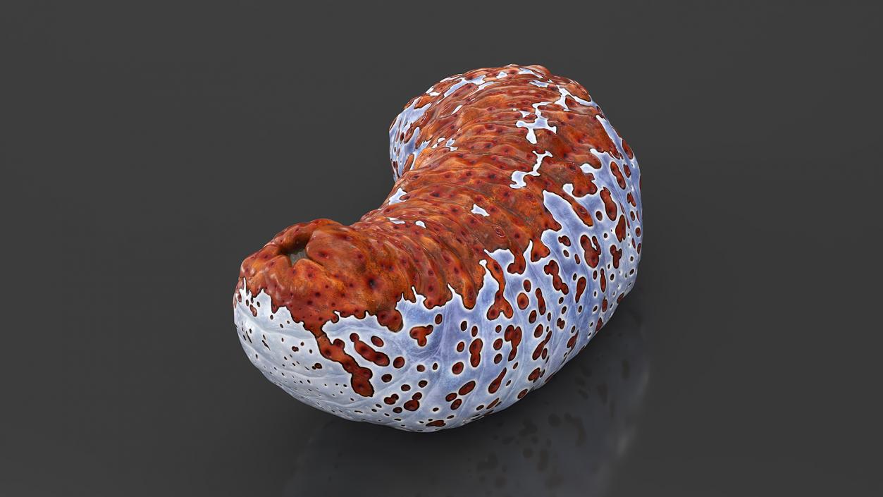 3D Sea Cucumber Curved Pose Red model