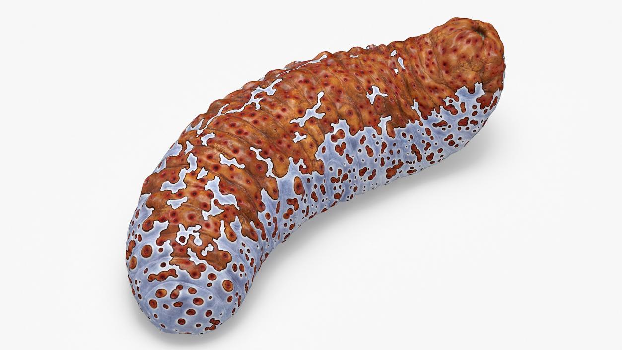 3D Sea Cucumber Curved Pose Red model