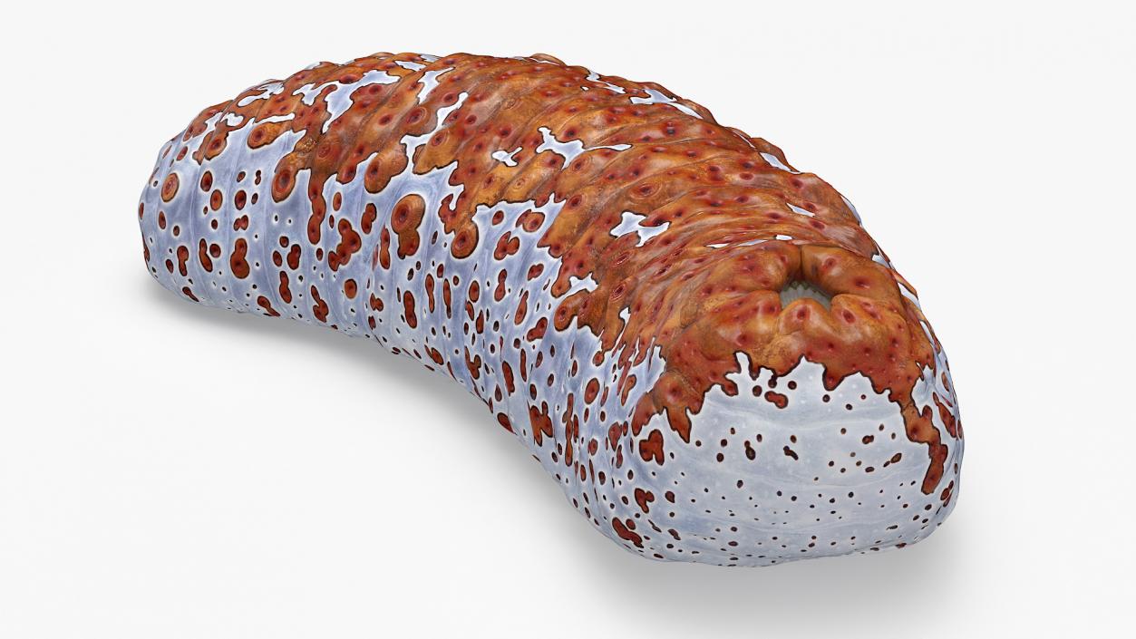 3D Sea Cucumber Curved Pose Red model