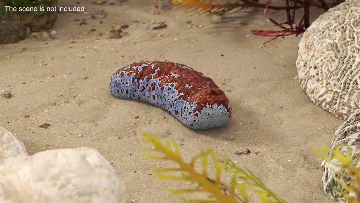 3D Sea Cucumber Curved Pose Red model