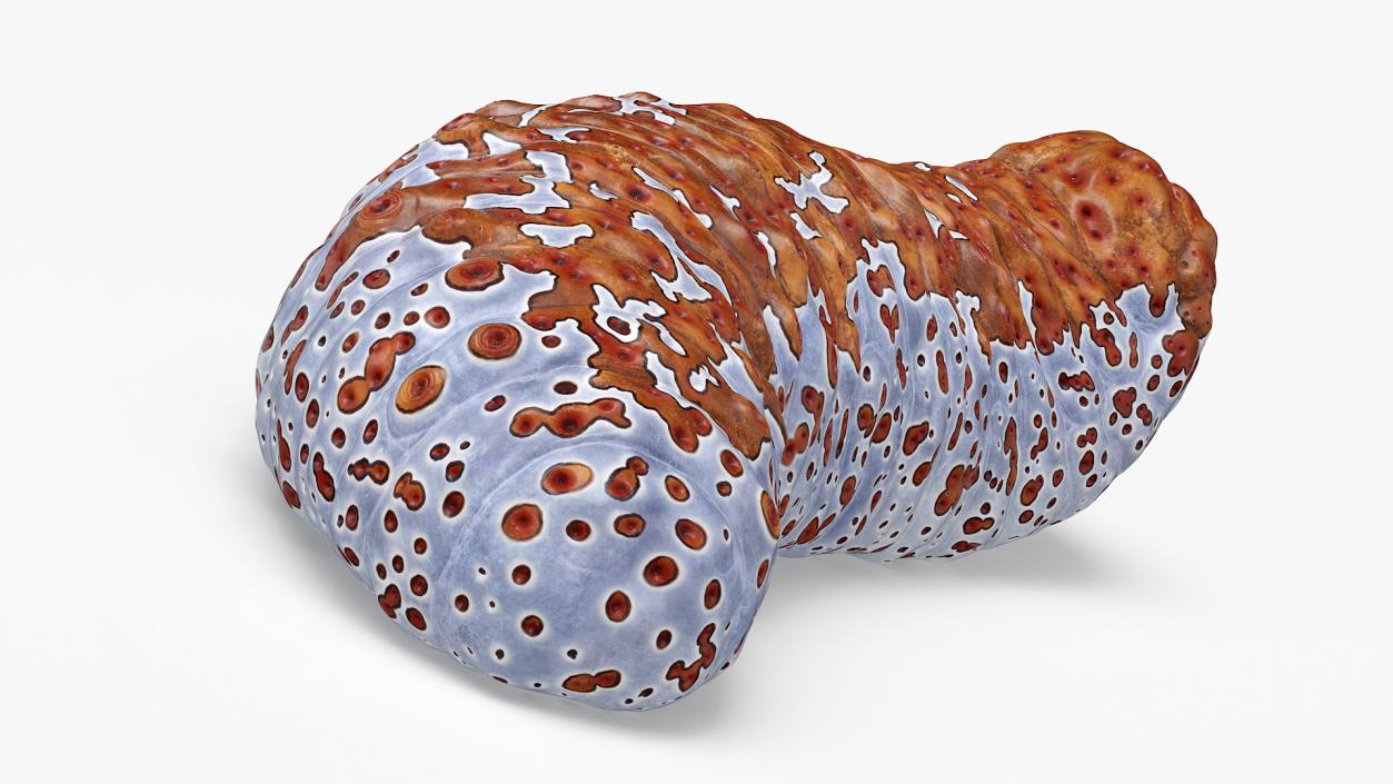 3D Sea Cucumber Curved Pose Red model