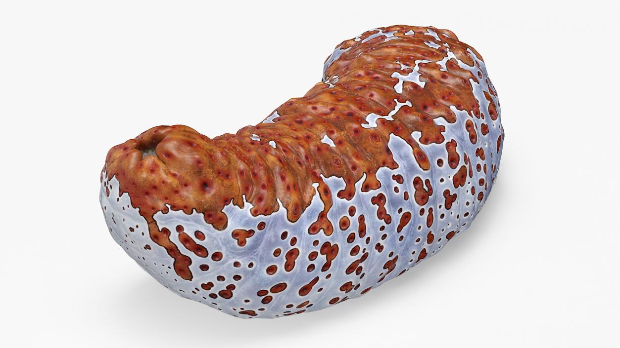 3D Sea Cucumber Curved Pose Red model