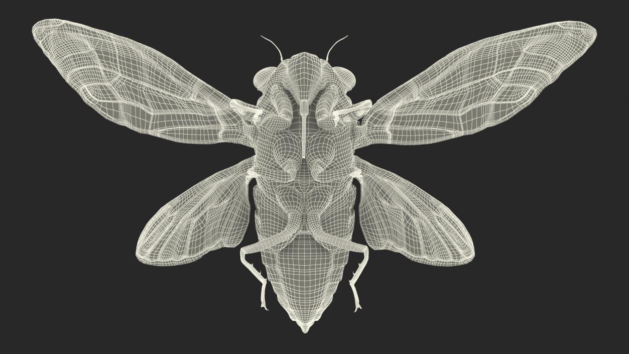 3D Pharaoh Cicada Pose Takeoff Fur