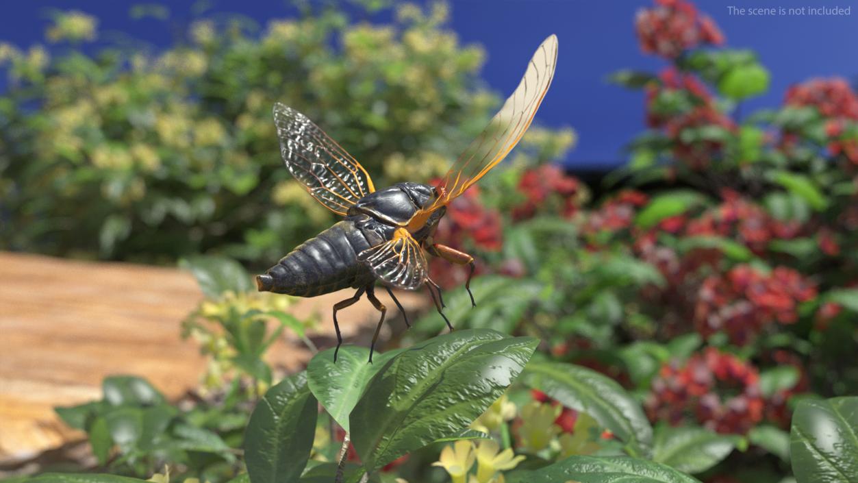 3D Pharaoh Cicada Pose Takeoff Fur