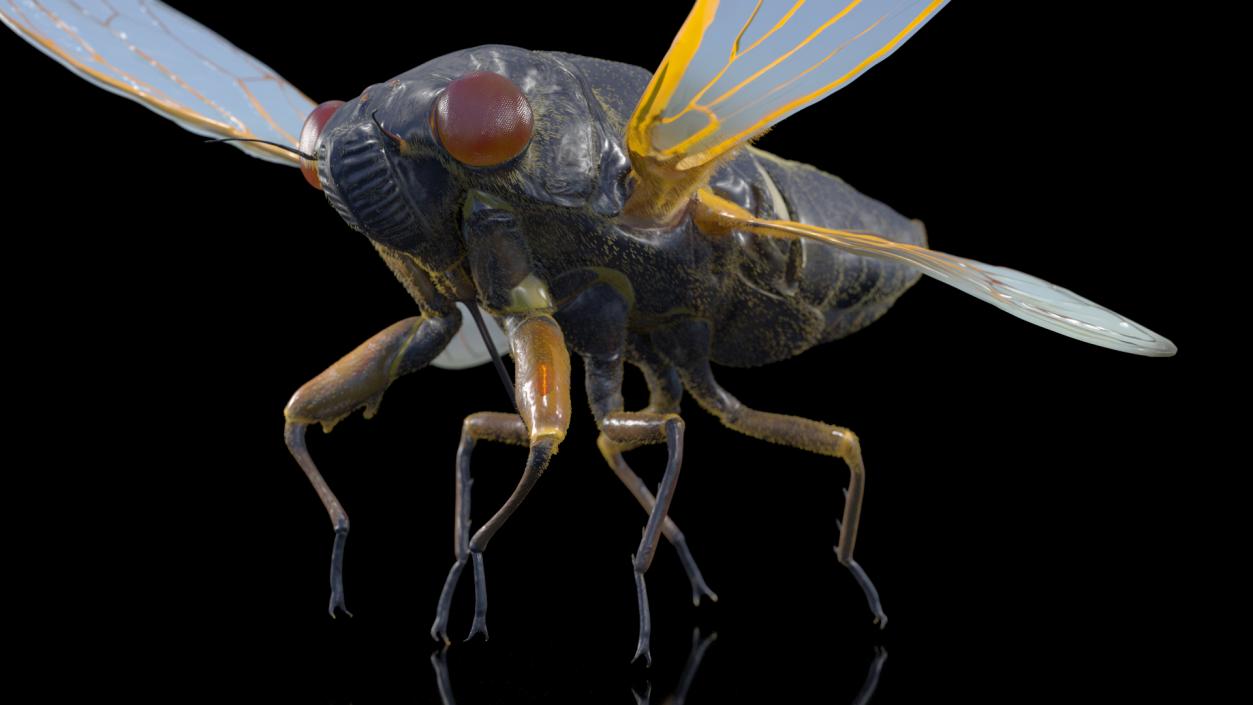 3D Pharaoh Cicada Pose Takeoff Fur