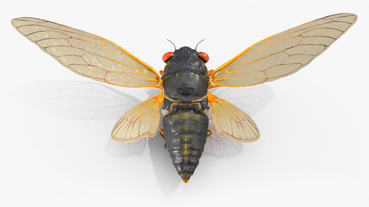 3D Pharaoh Cicada Pose Takeoff Fur