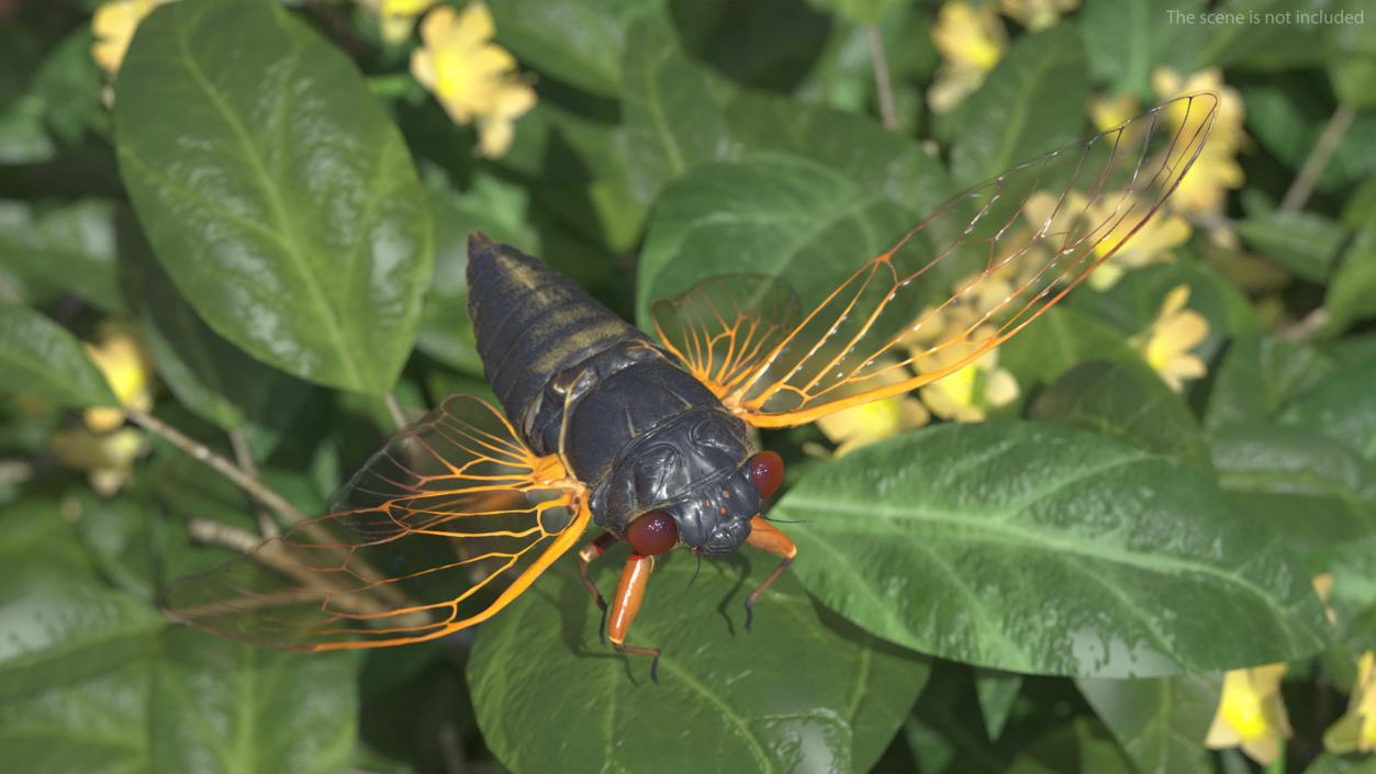 3D Pharaoh Cicada Pose Takeoff Fur