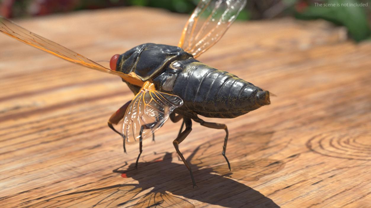 3D Pharaoh Cicada Pose Takeoff Fur