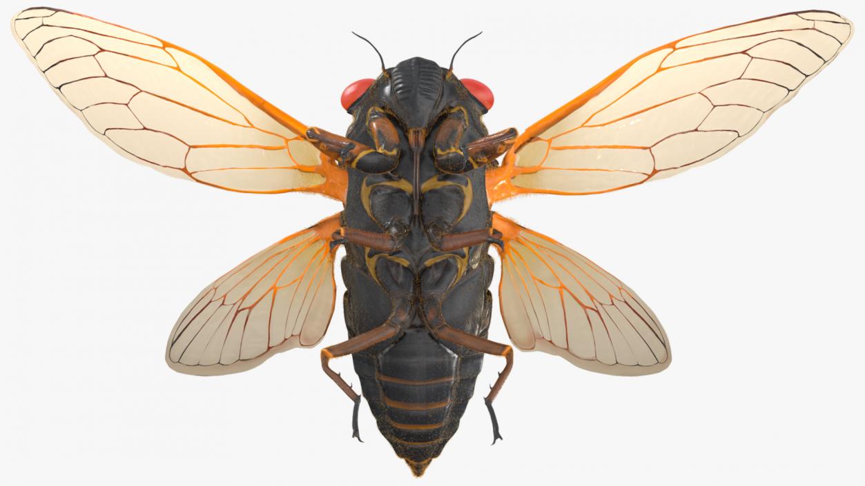 3D Pharaoh Cicada Pose Takeoff Fur