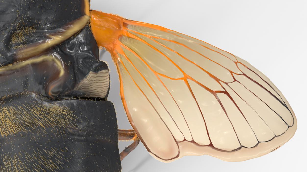 3D Pharaoh Cicada Pose Takeoff Fur