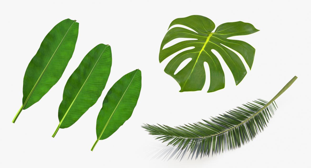 3D model Tropical Leafs Collection