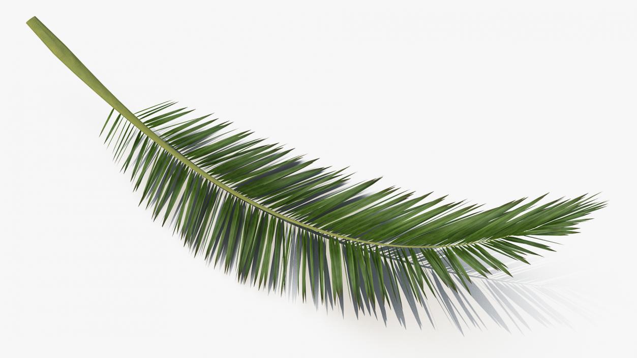 3D model Tropical Leafs Collection