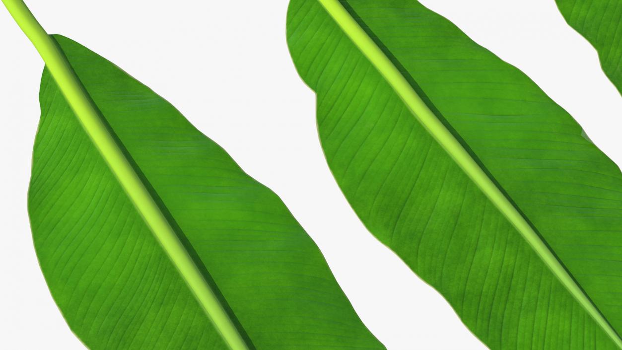 3D model Tropical Leafs Collection