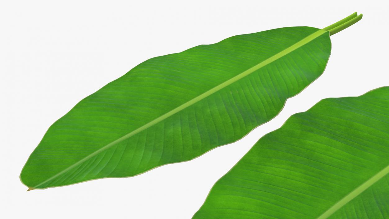 3D model Tropical Leafs Collection