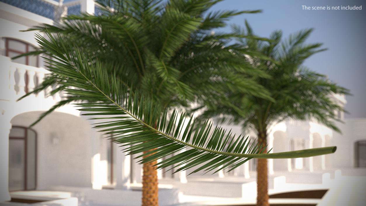 3D model Tropical Leafs Collection