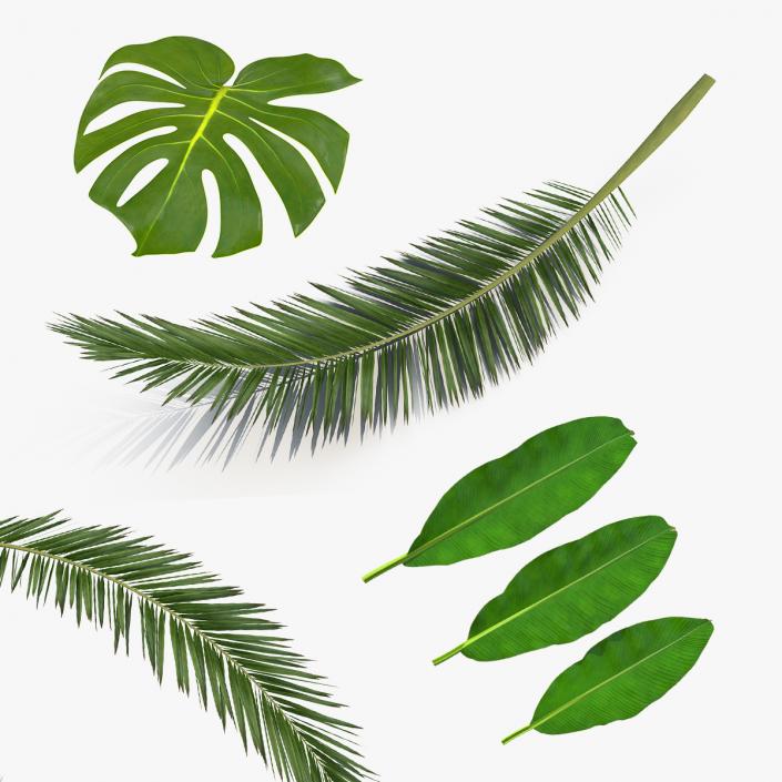 3D model Tropical Leafs Collection